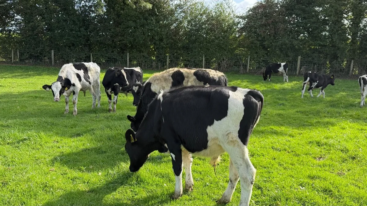 15 super British Frisian bull weanlings - Image 2