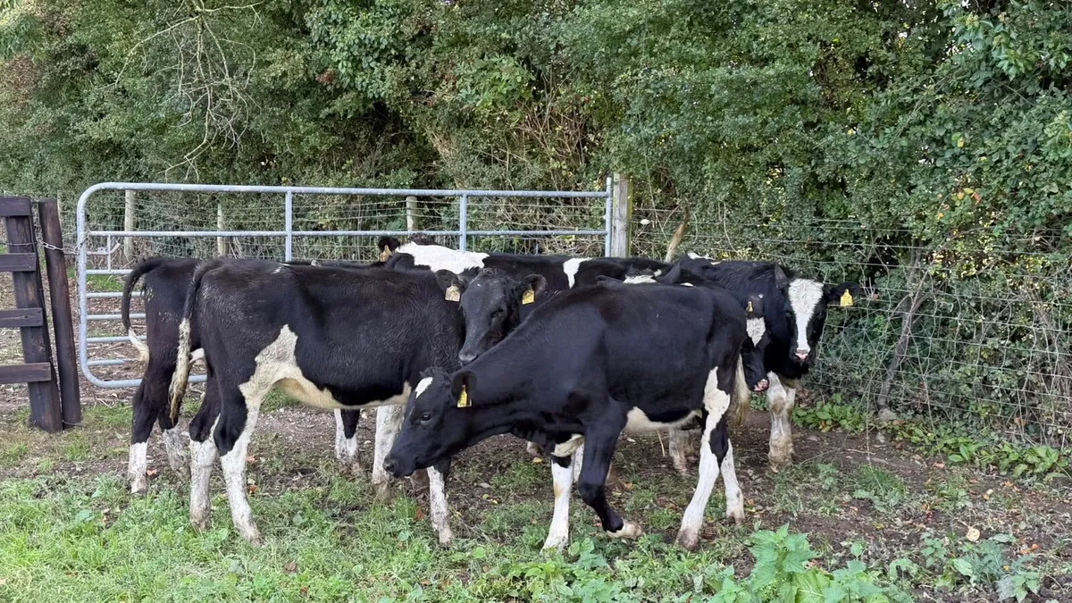 7 ai bred Frisian heifers - Image 1