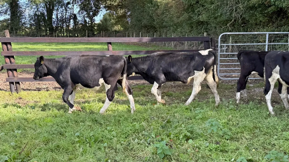 7 ai bred Frisian heifers - Image 3
