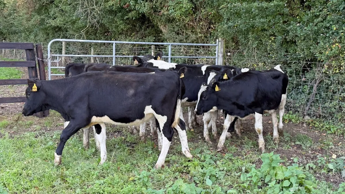 7 ai bred Frisian heifers - Image 2