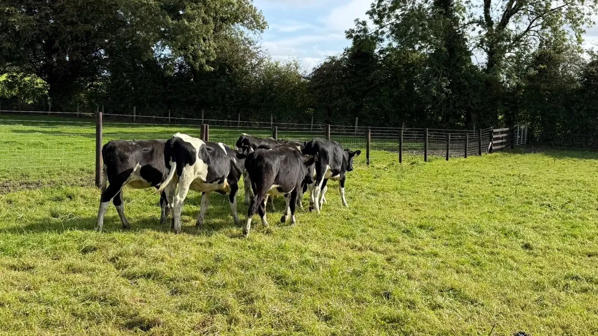 7 ai bred Frisian heifers - Image 4