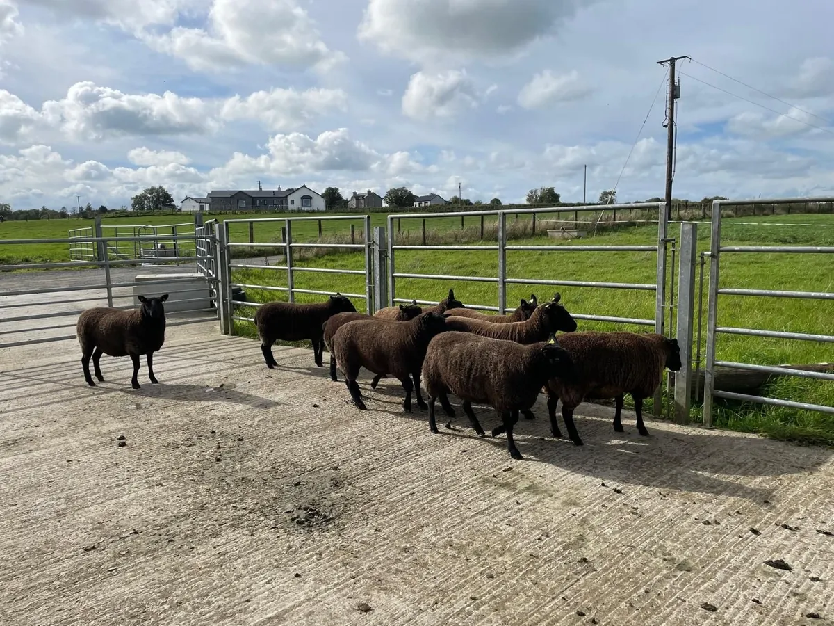 Sheep - Nine Dutch-spotted-Cross Hoggets €300 each - Image 3