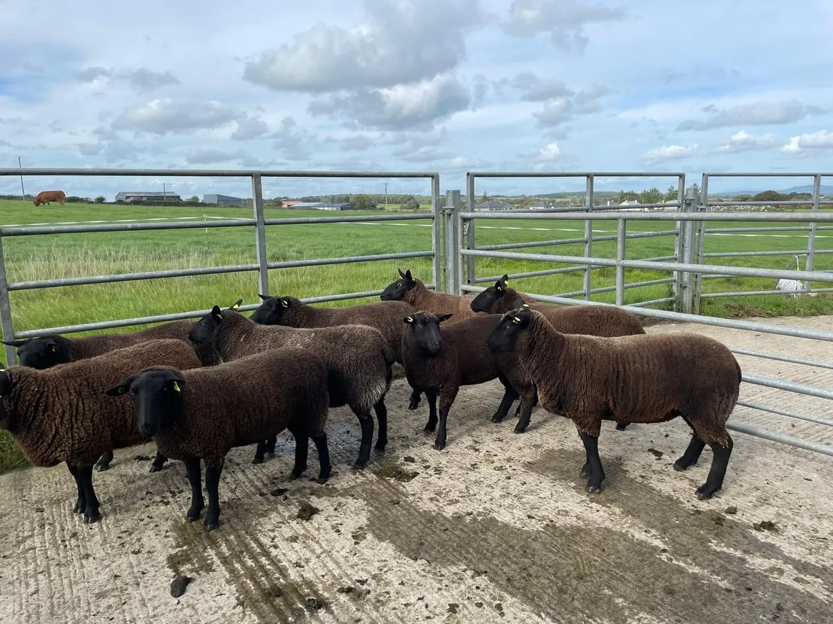 Sheep - Nine Dutch-spotted-Cross Hoggets €300 each - Image 4