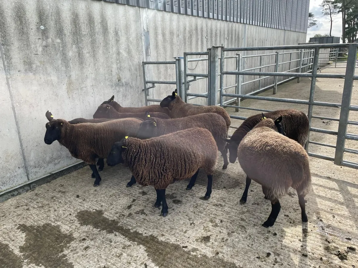 Sheep - Nine Dutch-spotted-Cross Hoggets €300 each - Image 1