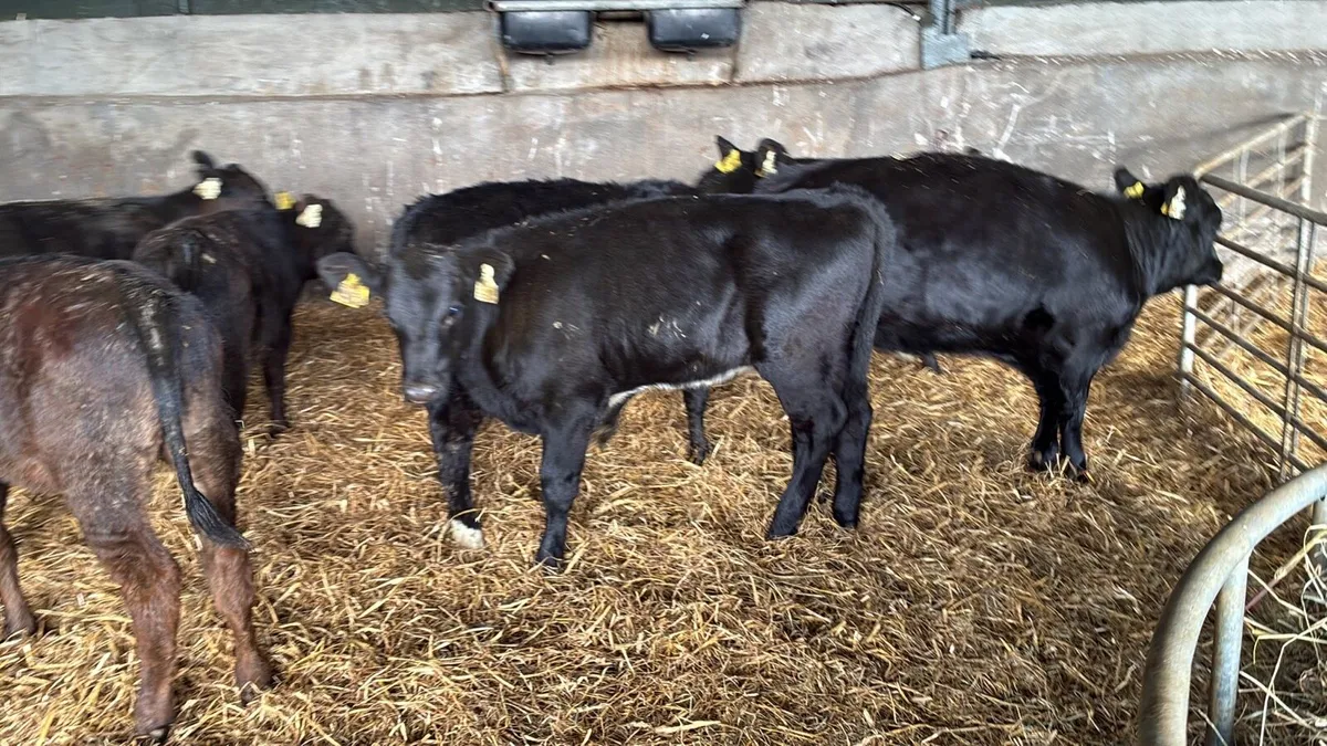 9 super Angus runner heifers - Image 1