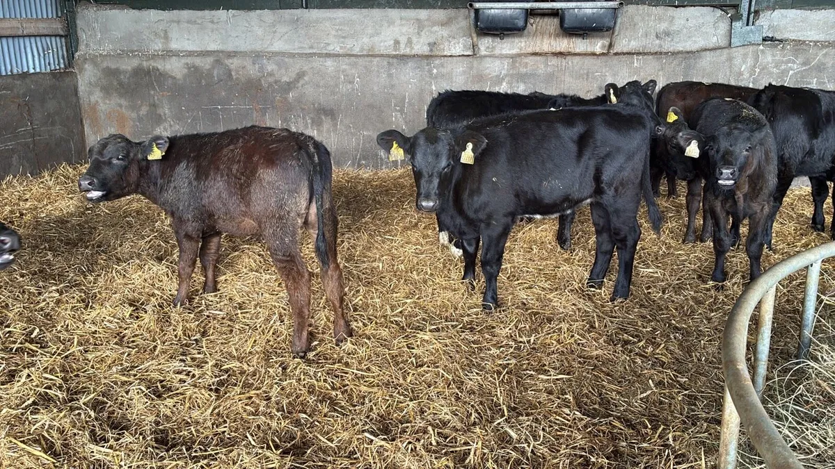 9 super Angus runner heifers - Image 2