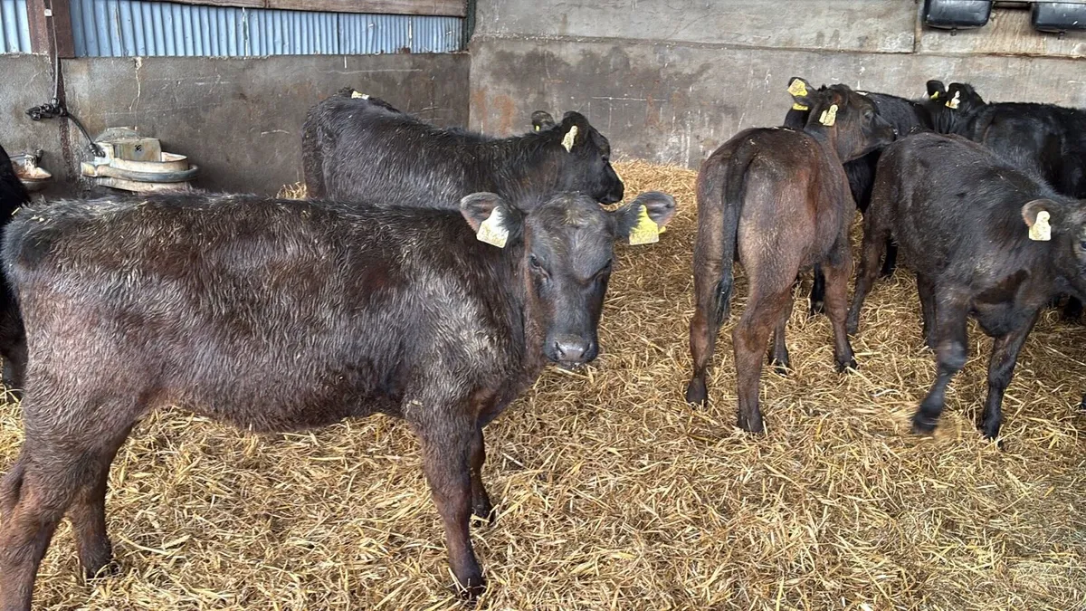 9 super Angus runner heifers - Image 3