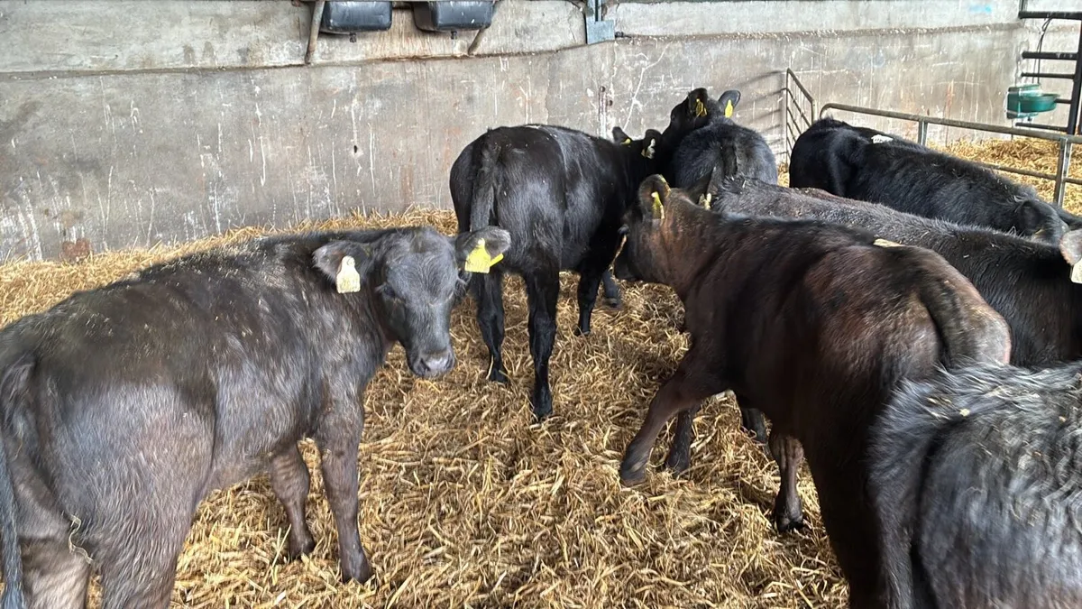 9 super Angus runner heifers - Image 4