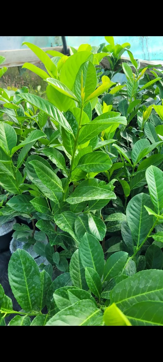 Laurel Hedging - Image 2