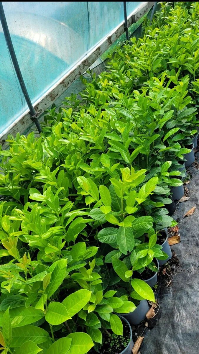 Laurel Hedging - Image 1