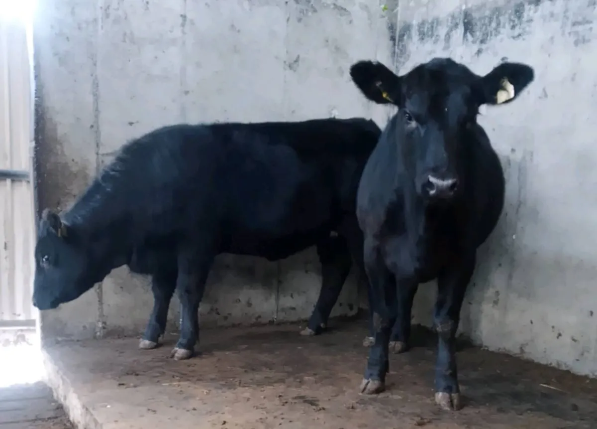 2 PBR ABERDEEN ANGUS HEIFERS - Image 1