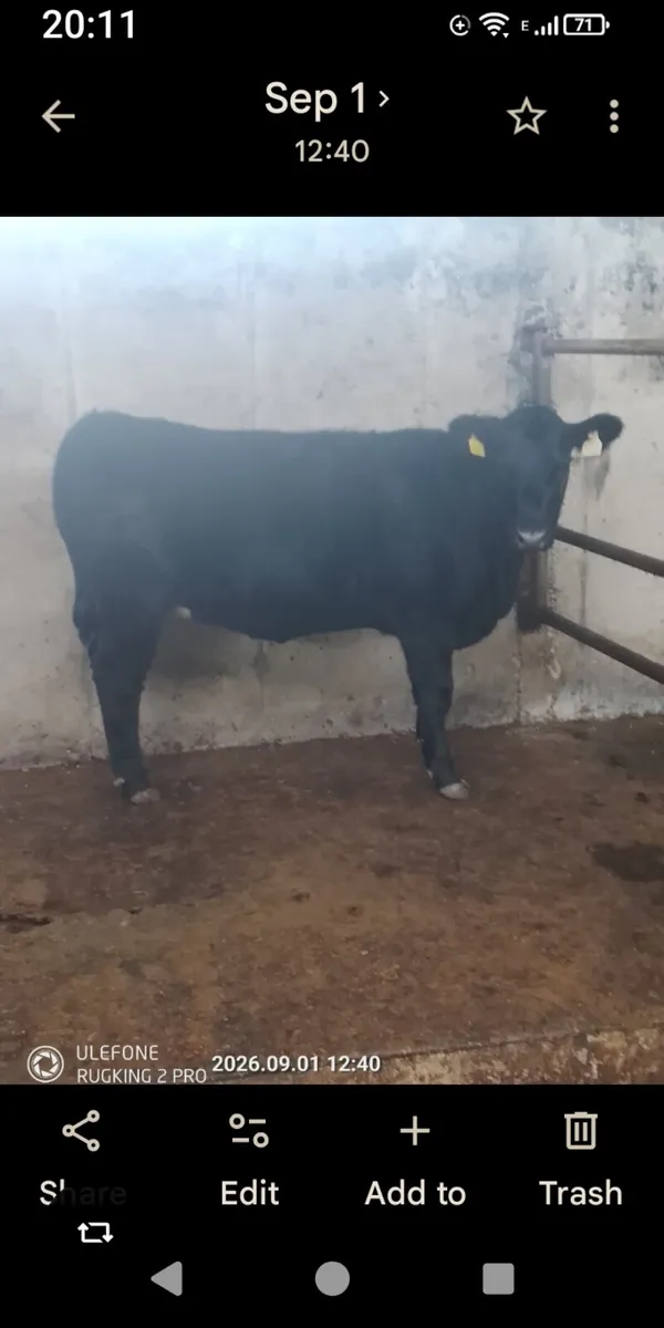 2 PBR ABERDEEN ANGUS HEIFERS - Image 2