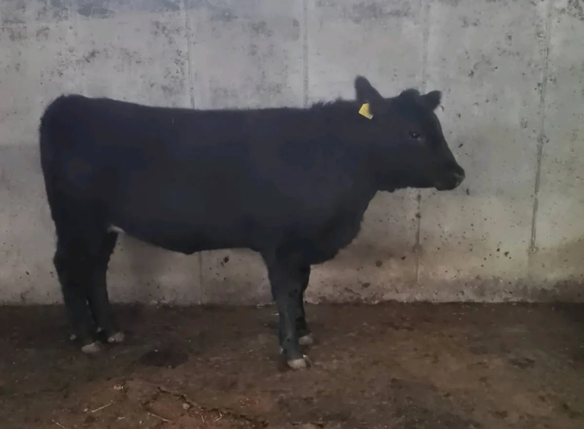 2 PBR ABERDEEN ANGUS HEIFERS - Image 3