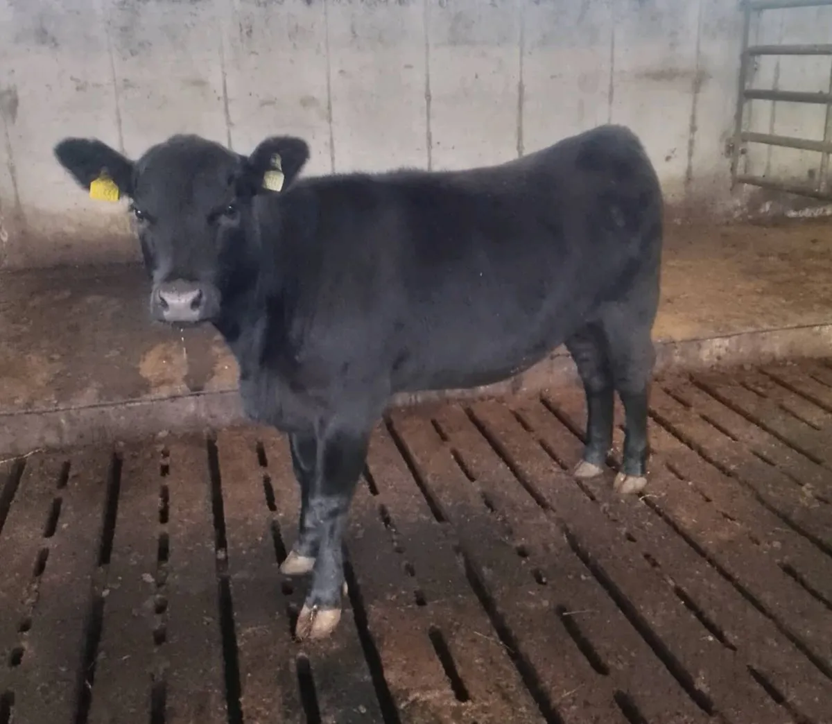 2 PBR ABERDEEN ANGUS HEIFERS - Image 4