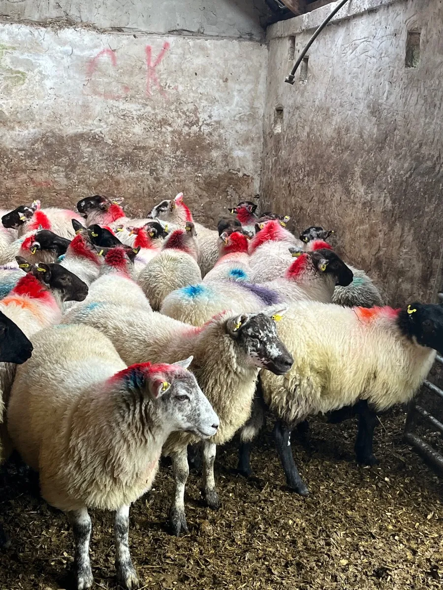 60 super ewe lambs - Image 2