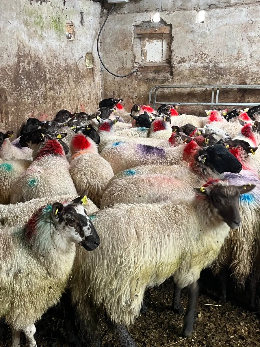 60 super ewe lambs - Image 3