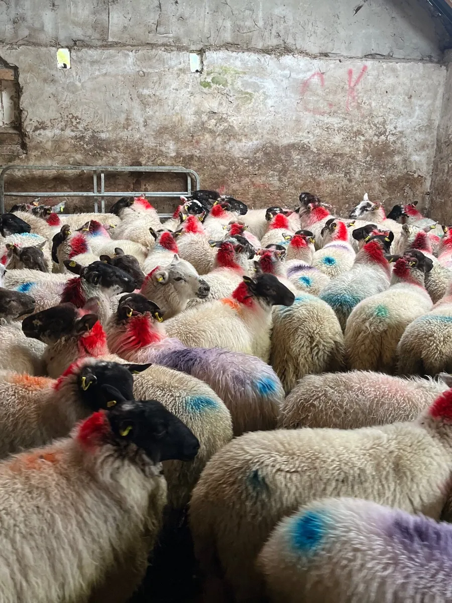 60 super ewe lambs - Image 4