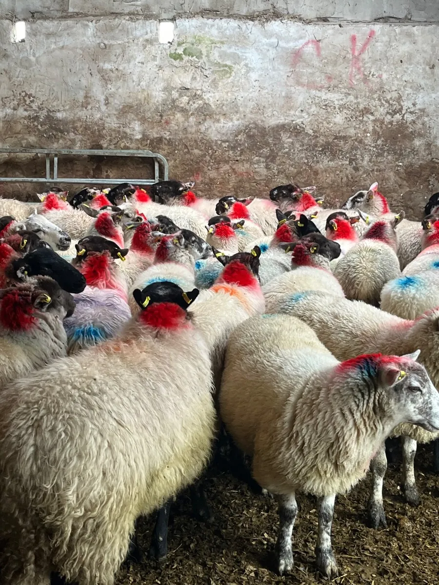60 super ewe lambs - Image 1