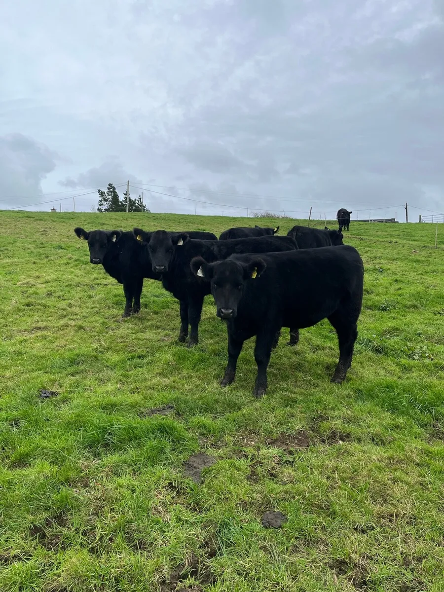 Pbr Aberdeen Angus - Image 1