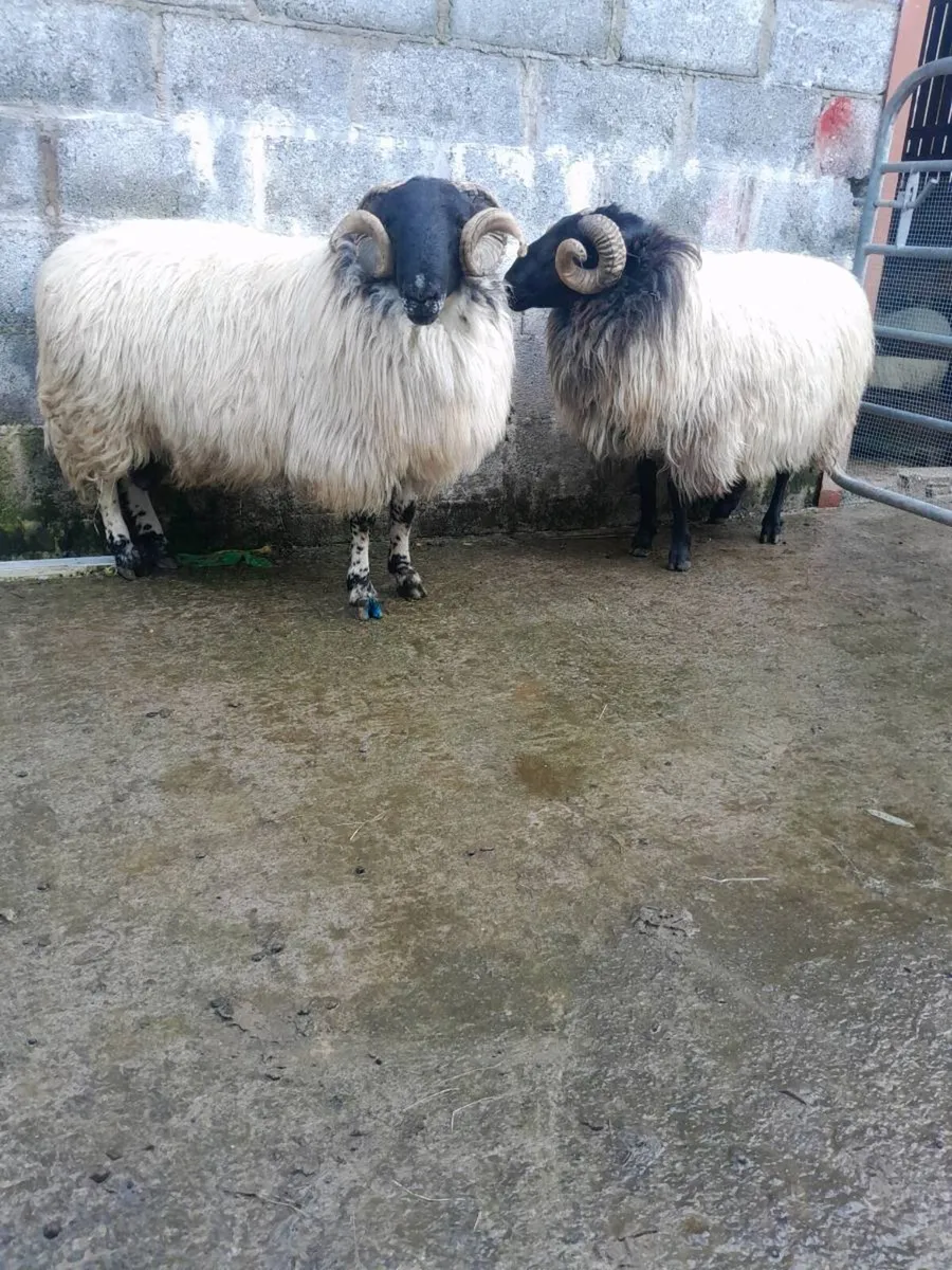 2 hogget rams - Image 1