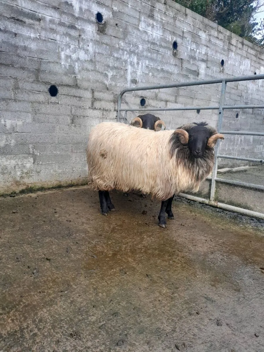 2 hogget rams - Image 2