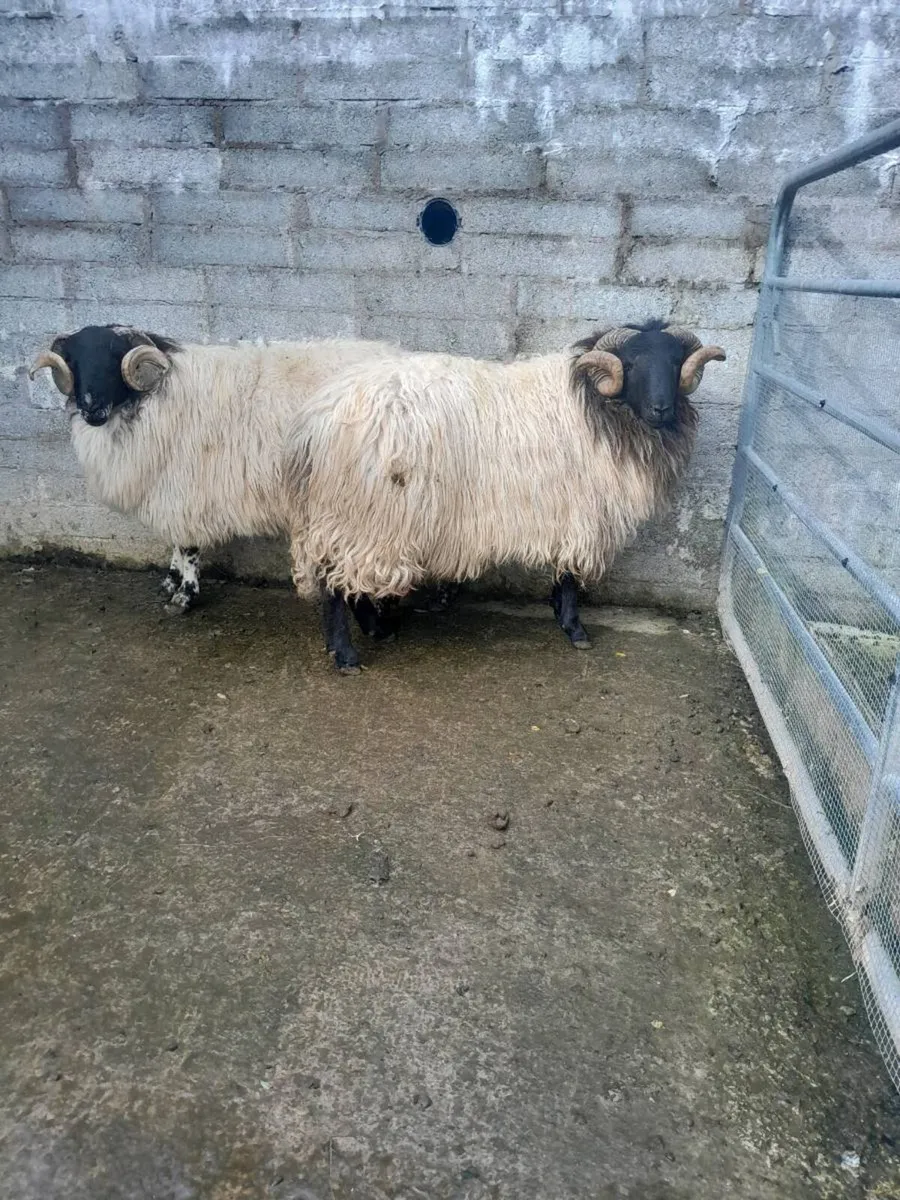 2 hogget rams - Image 3