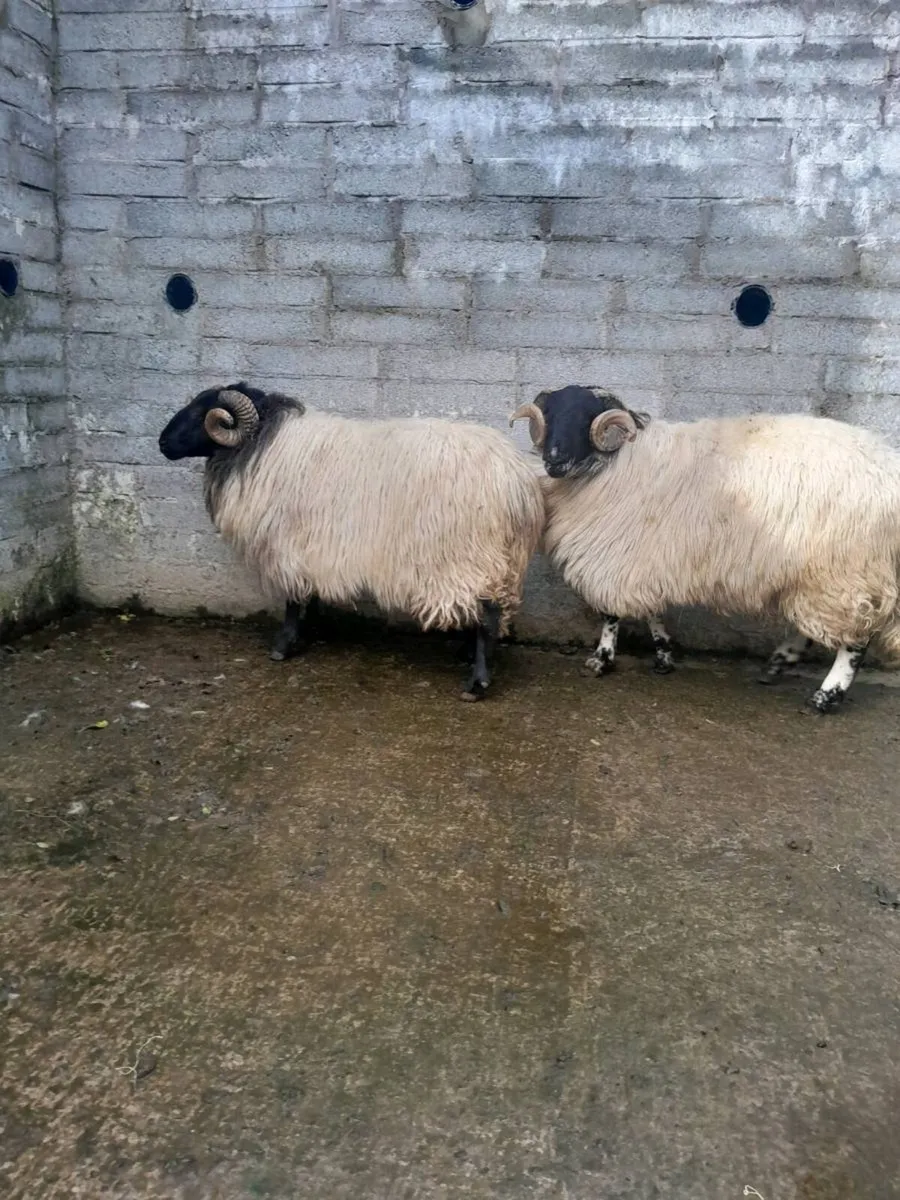 2 hogget rams - Image 4
