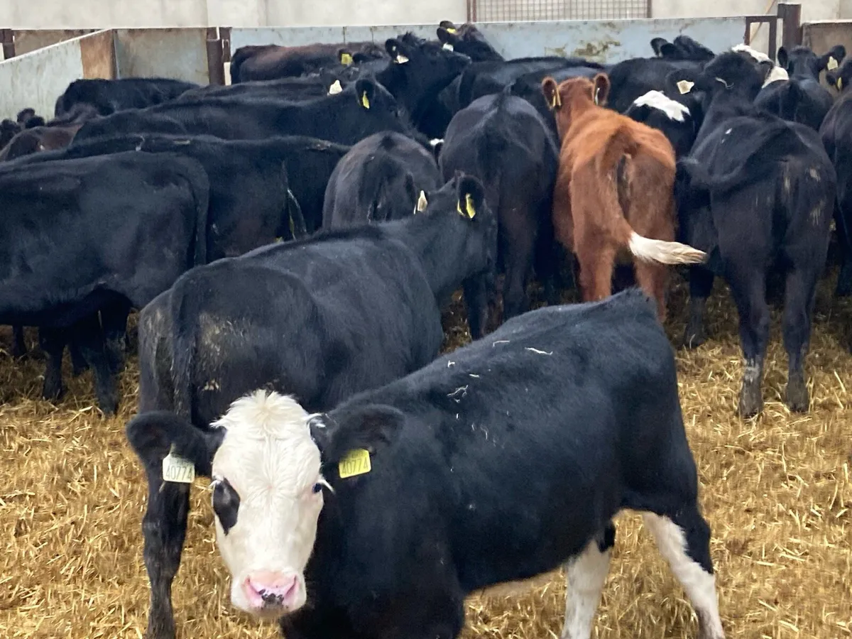 25 SUPER AA & HE HEIFER WEANLINGS - Image 3