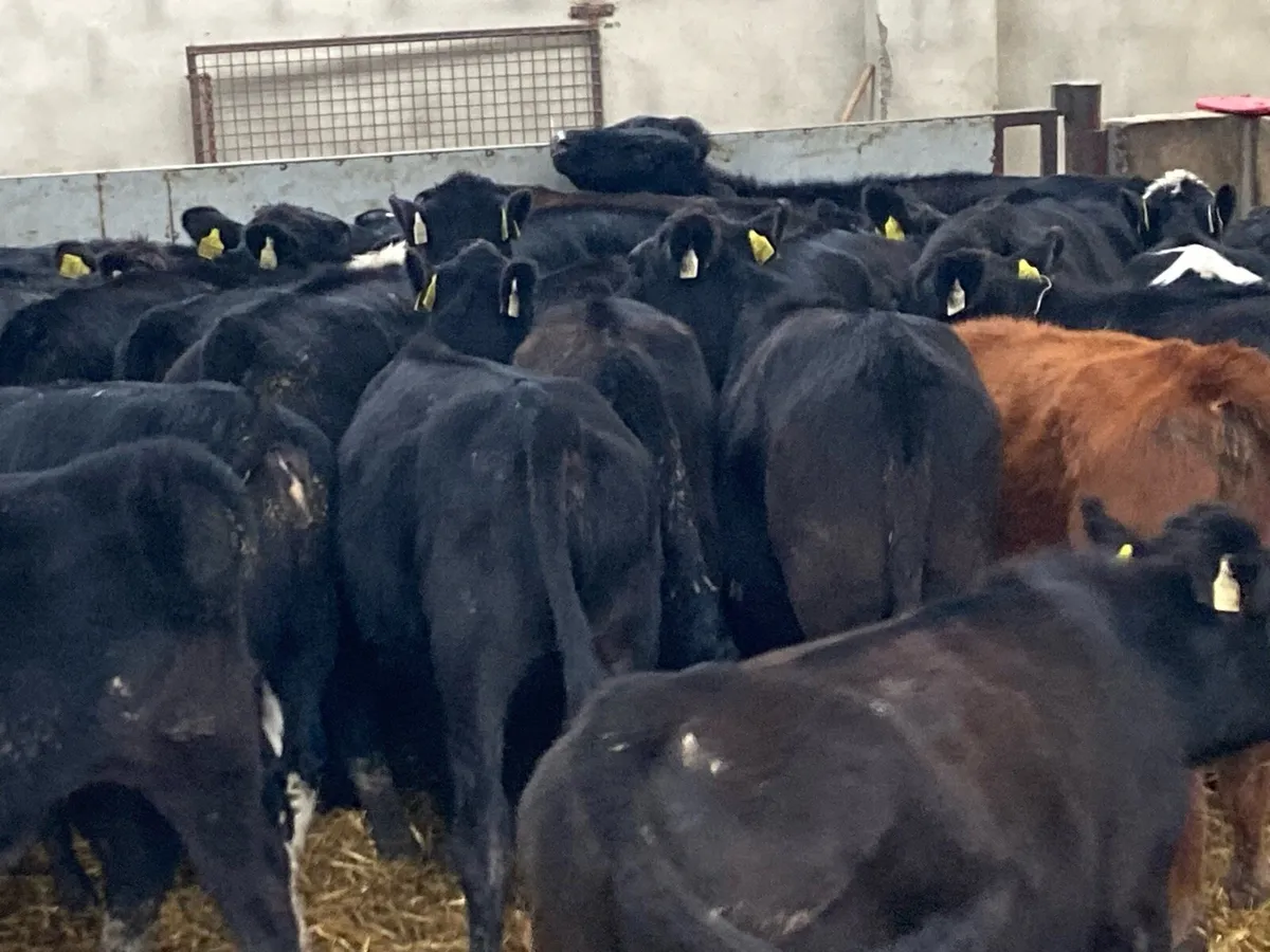 25 SUPER AA & HE HEIFER WEANLINGS - Image 2