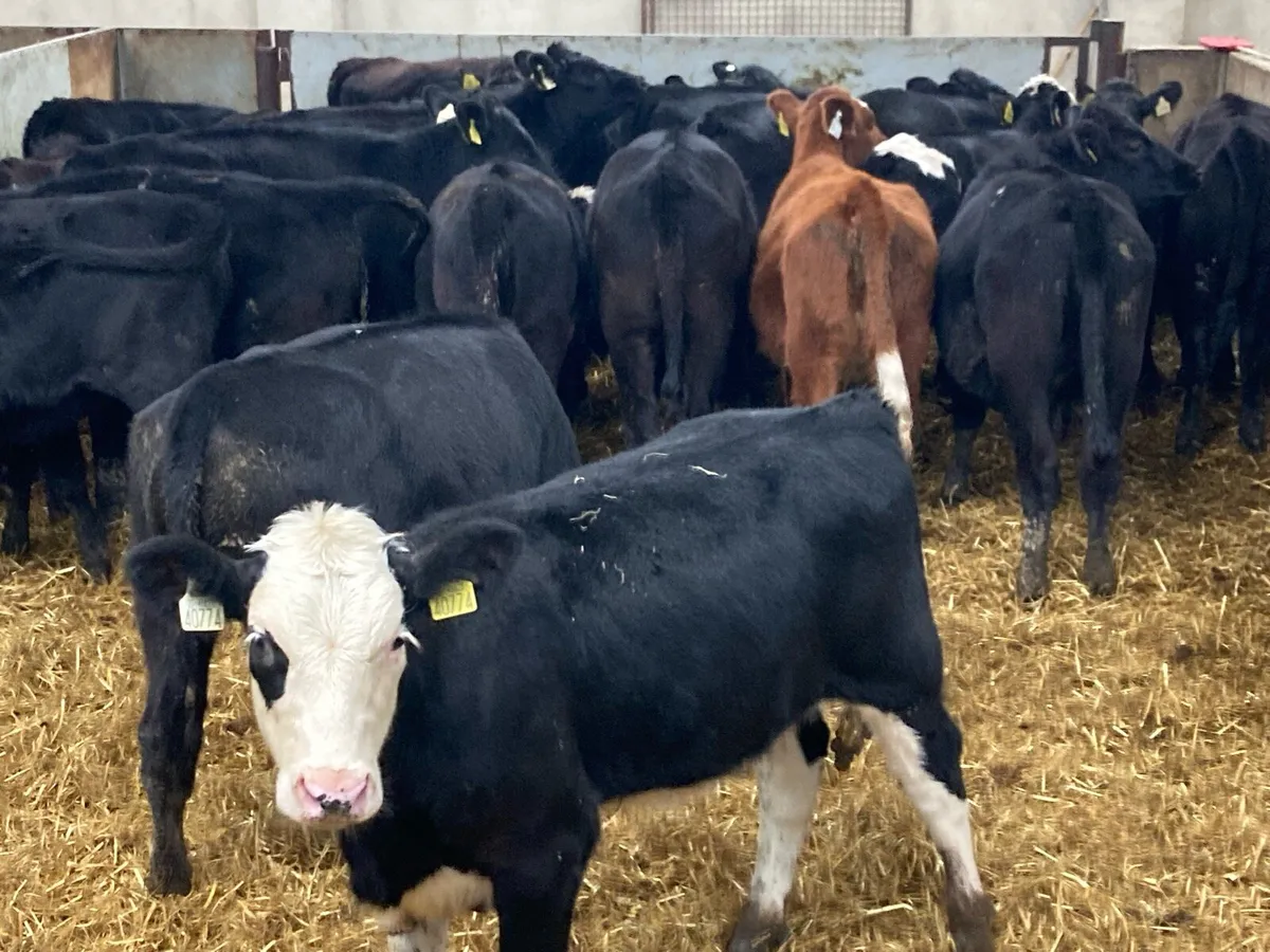 25 SUPER AA & HE HEIFER WEANLINGS - Image 4