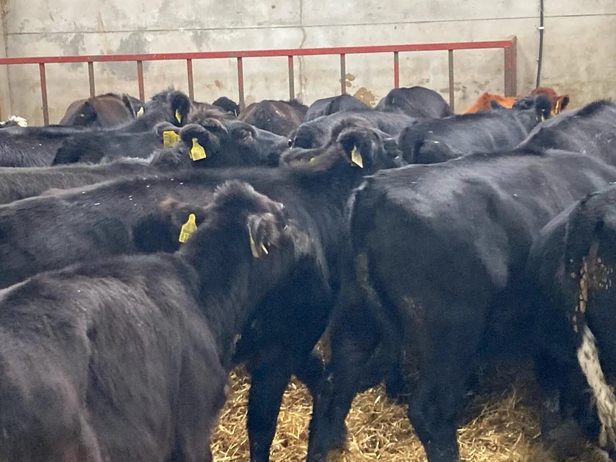 25 SUPER AA & HE HEIFER WEANLINGS - Image 1