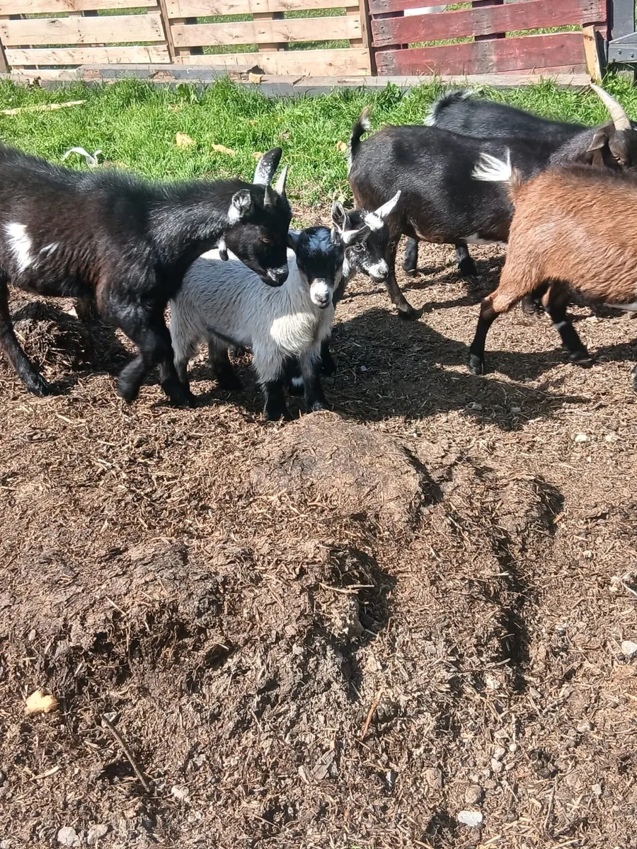 Pygmy goats - Image 3