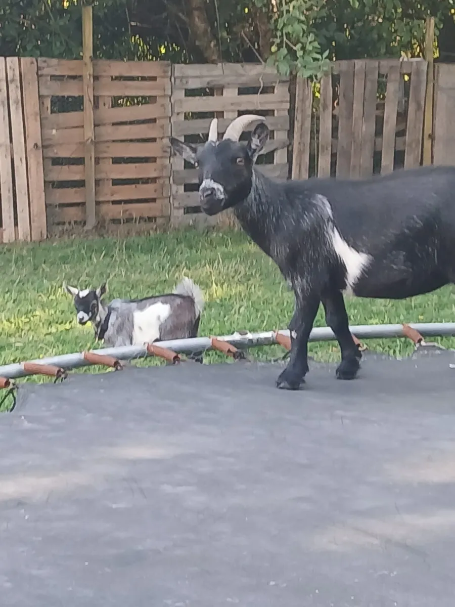 Pygmy goats - Image 4