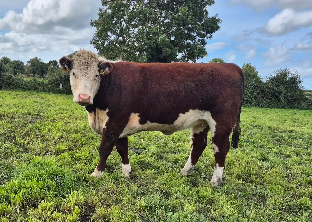 Pedigree Hereford Heifers - Image 3