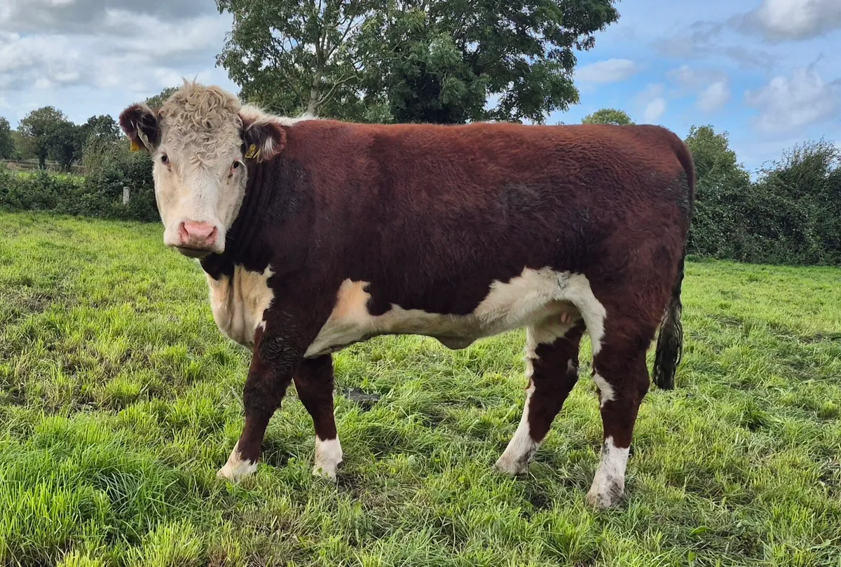 Pedigree Hereford Heifers - Image 1