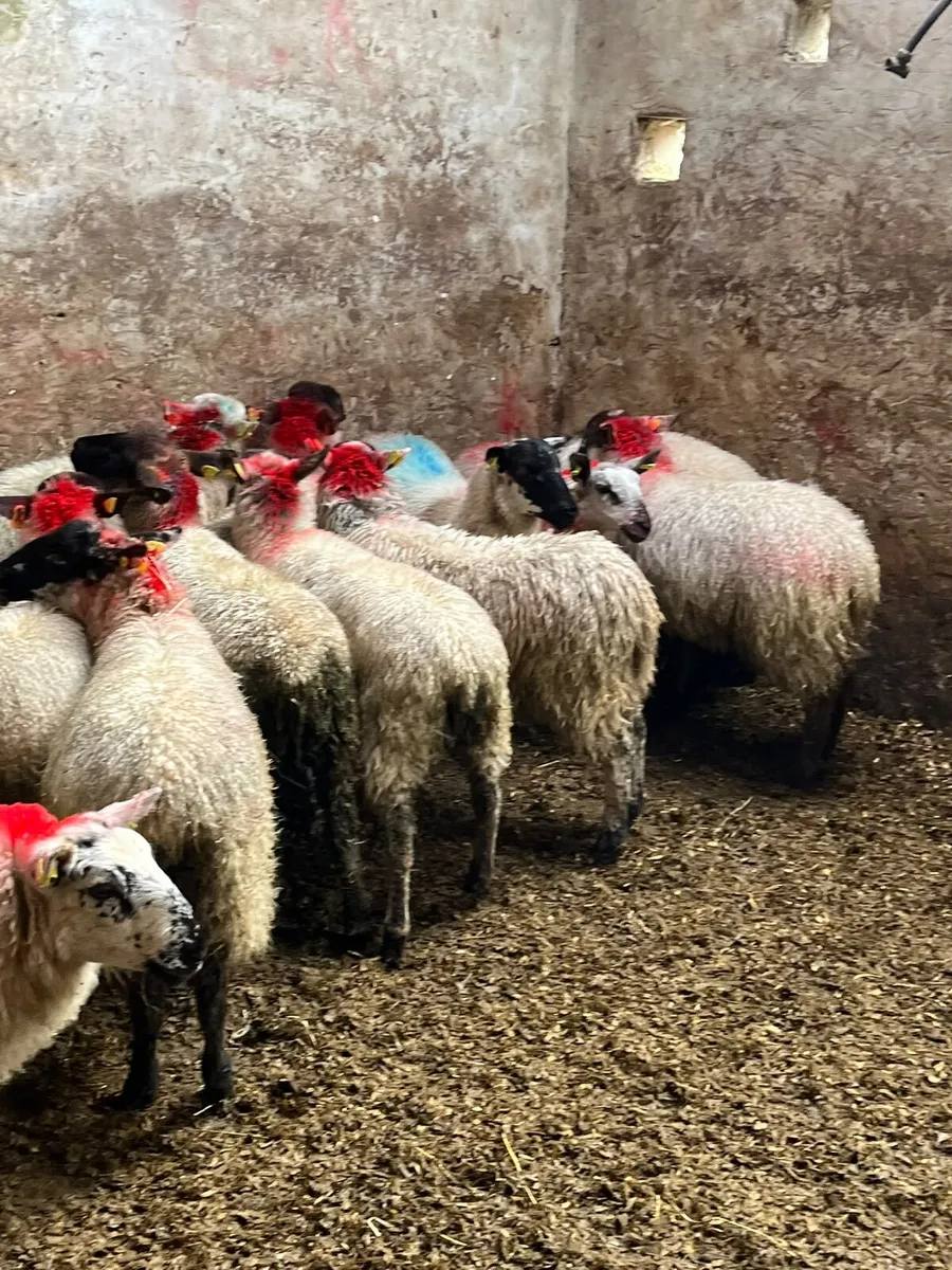 Ewe lambs - Image 2