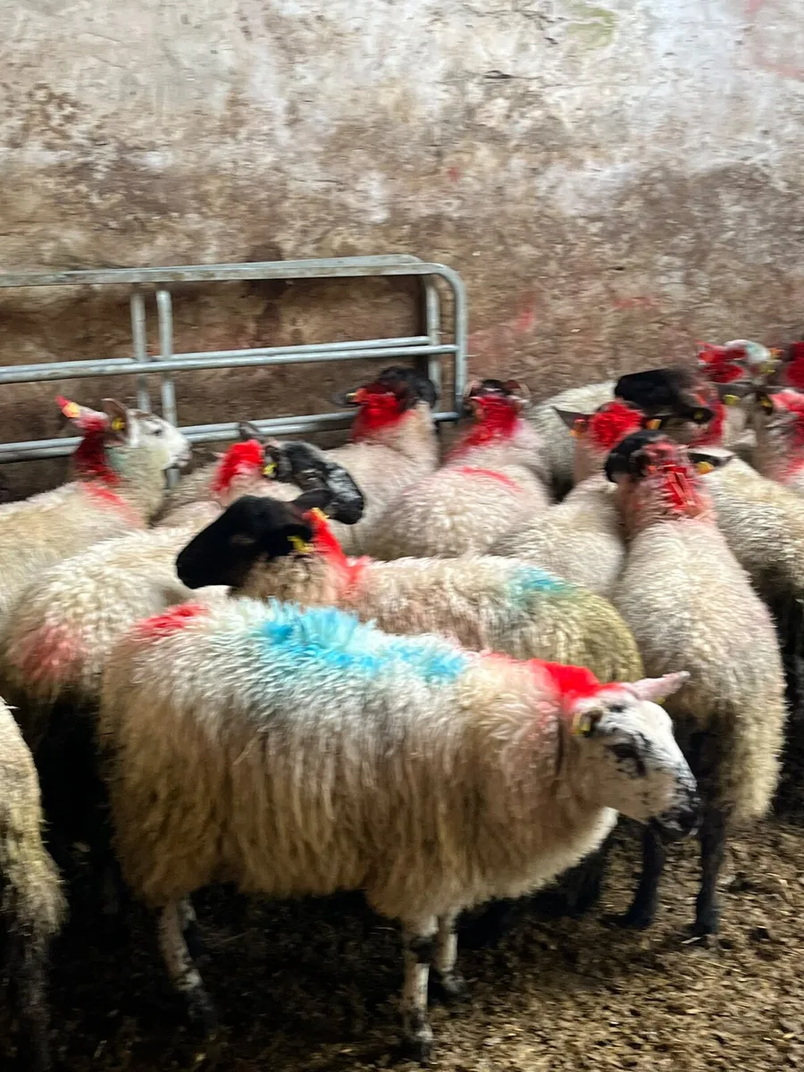 Ewe lambs - Image 3