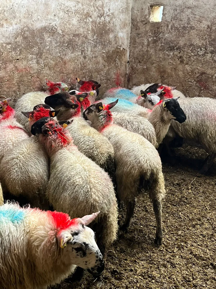 Ewe lambs - Image 1
