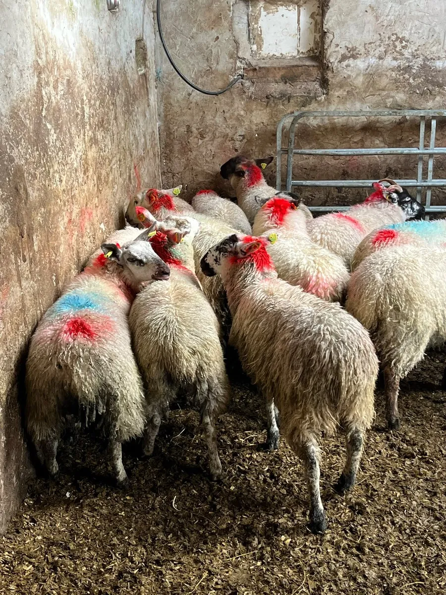 Ewe lambs - Image 4