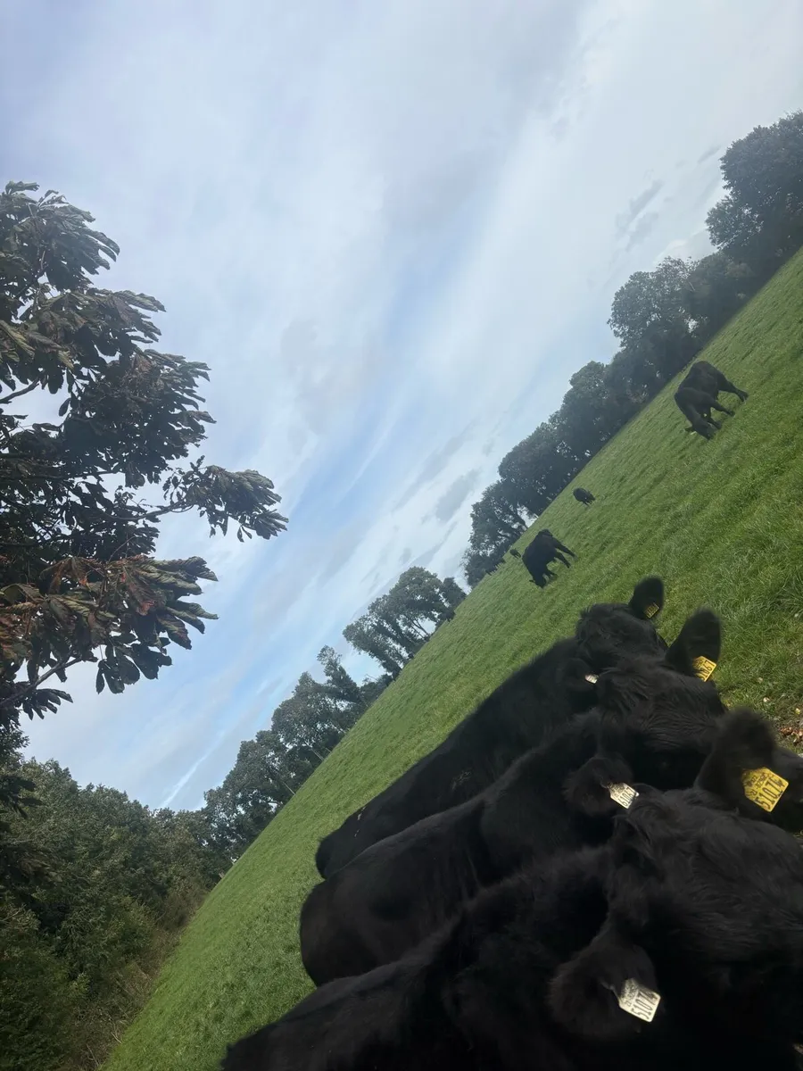34 Angus bullocks - Image 2
