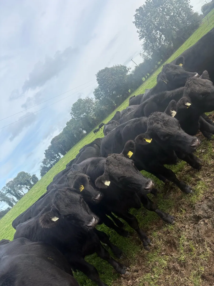 34 Angus bullocks - Image 1