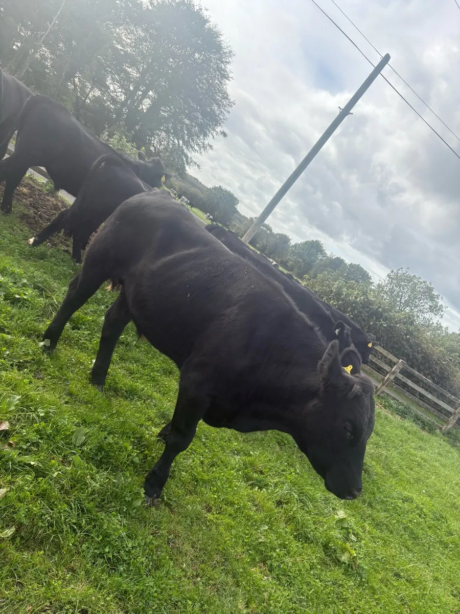 34 Angus bullocks - Image 4