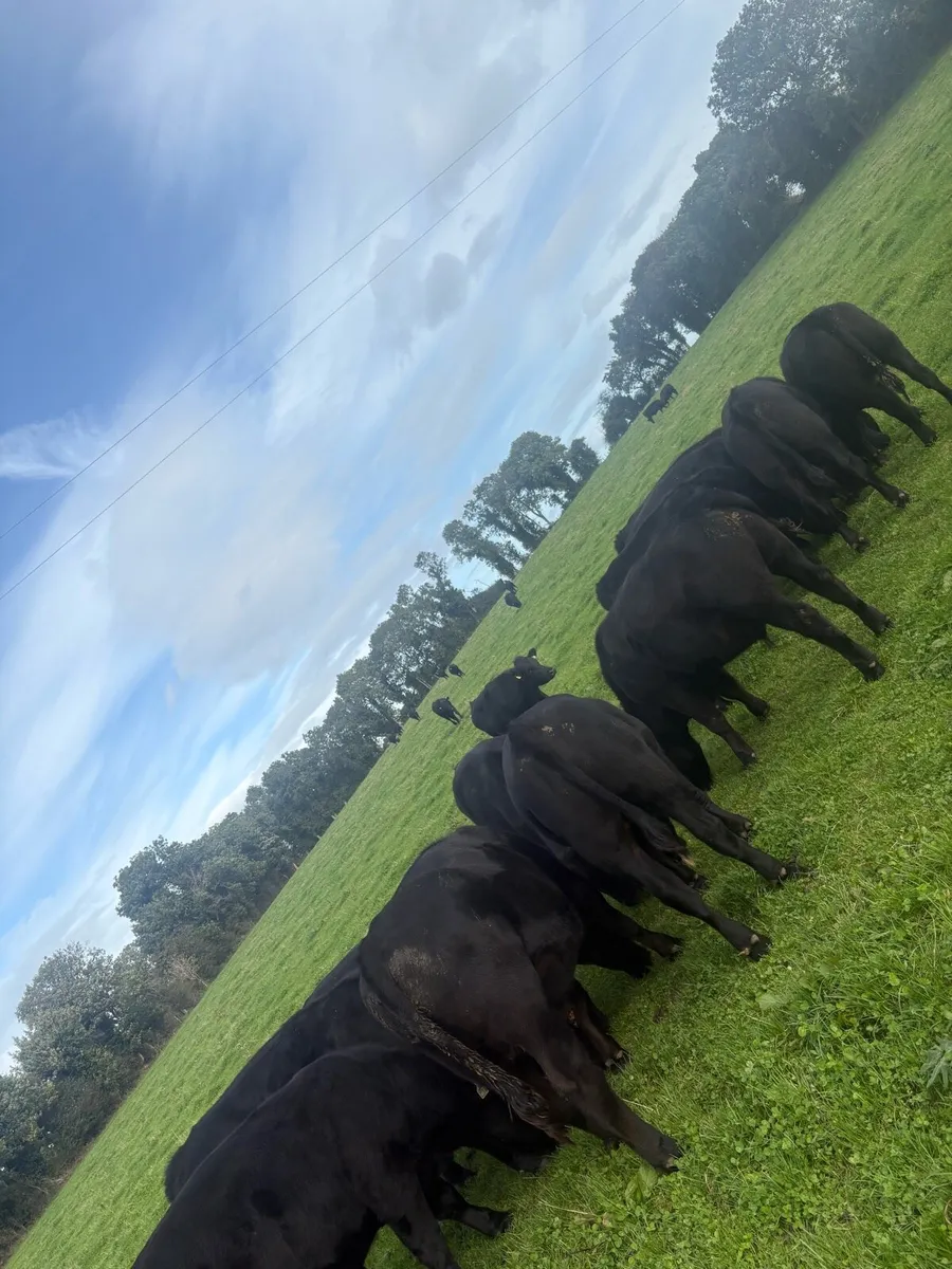 34 Angus bullocks - Image 3