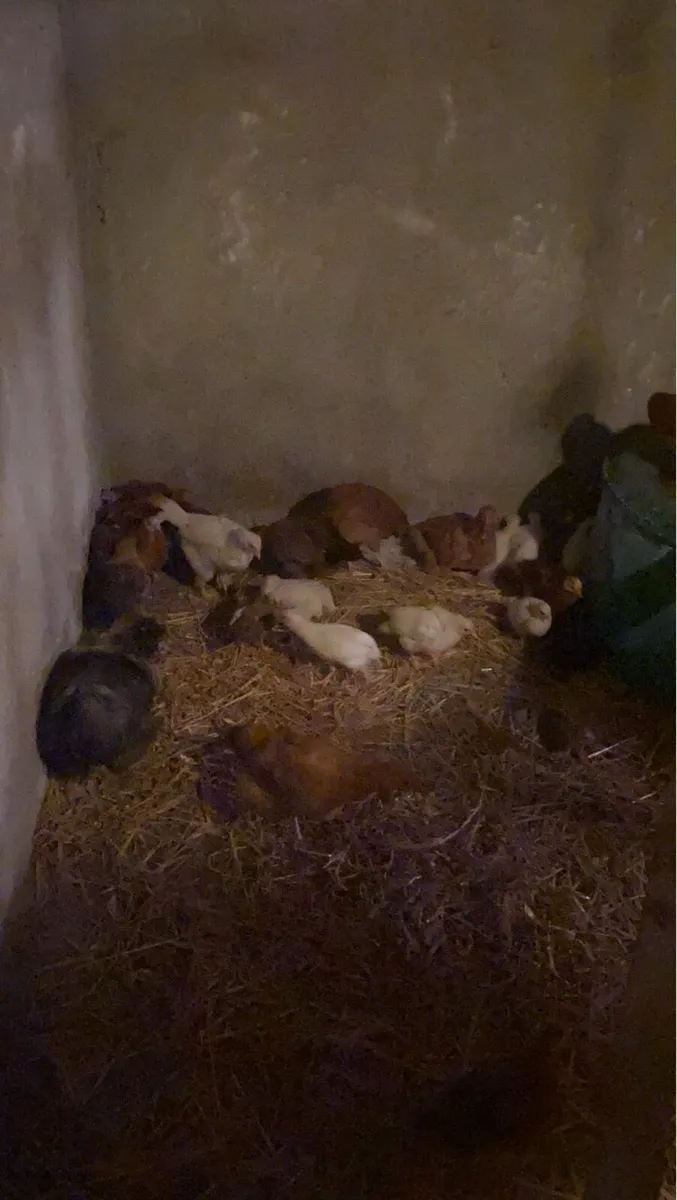 Ducks,laying hens,Guinea fowl,peachicks,chicks - Image 3