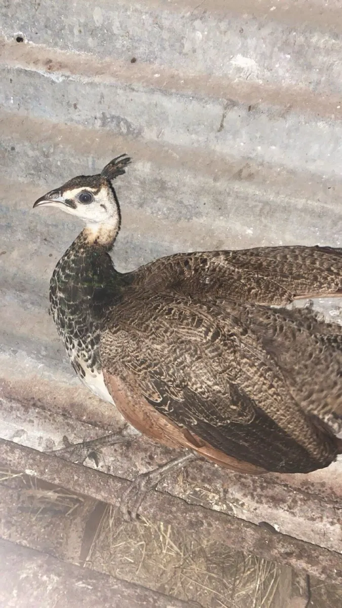 Ducks,laying hens,Guinea fowl,peachicks,chicks - Image 1