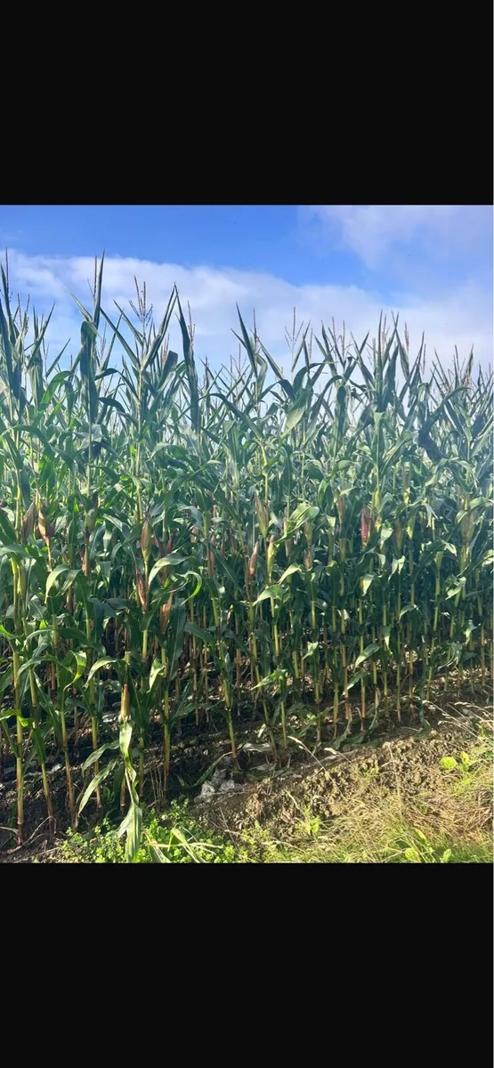 Maize Silage - Image 1