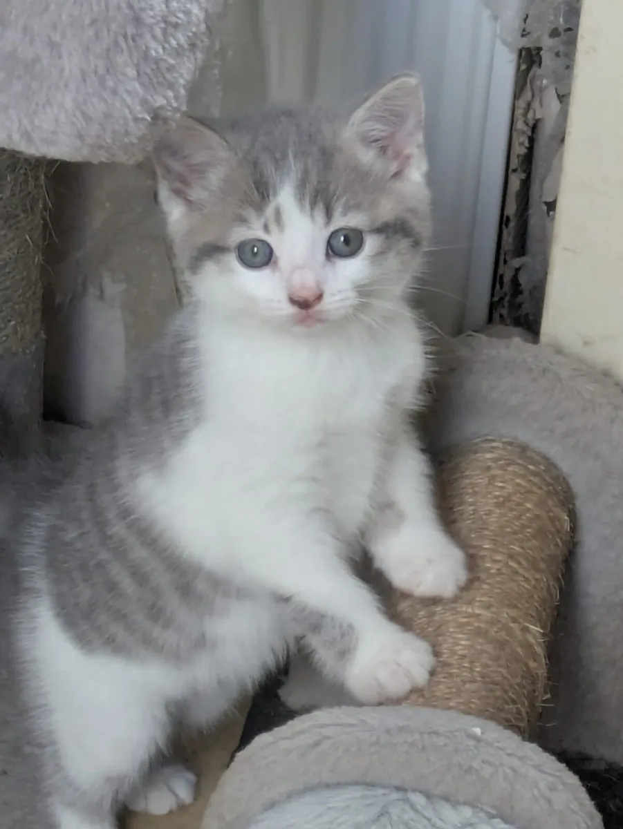 GORGEOUS SHORTHAIR CROSS KITTENS 1 GIRL 1 BOY - Image 3