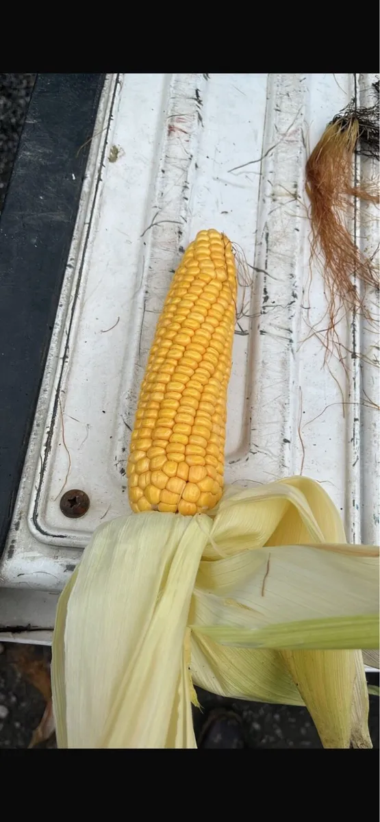 Maize Silage - Image 2