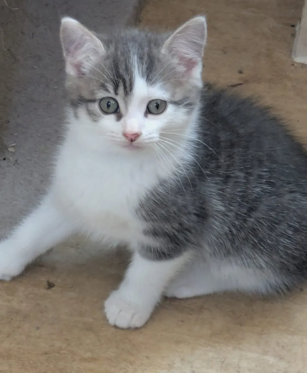 GORGEOUS SHORTHAIR CROSS KITTENS 1 GIRL 1 BOY - Image 4