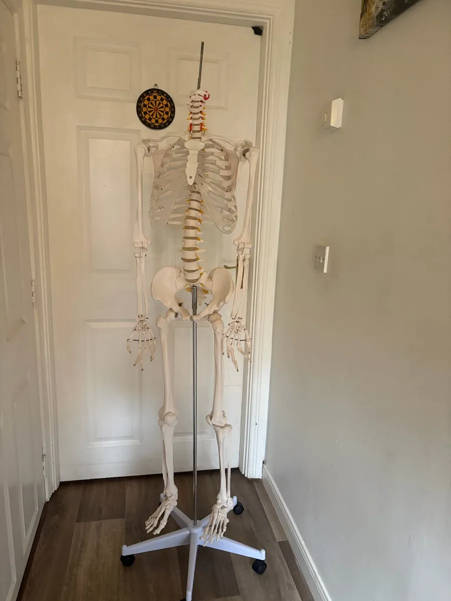 Medical skeleton - Image 1